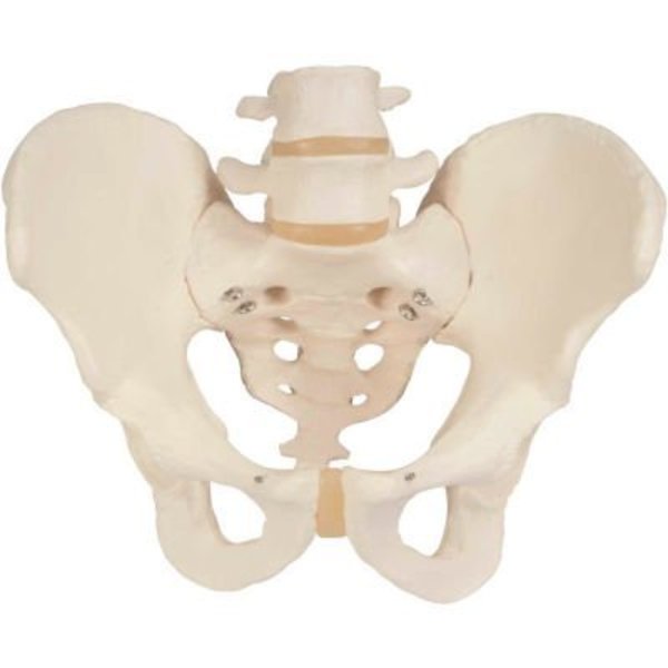 Fabrication Enterprises 3B® Anatomical Model - Male Pelvic Skeleton 985761